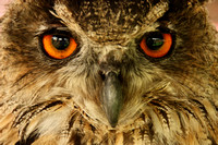 EURASIAN EAGLE OWL.